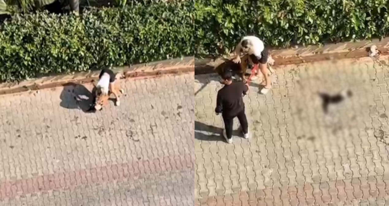 Ağızlıksız Pitbull kediyi öldürdü: Sahibi ‘polisi aramayın’ diye bağırdı